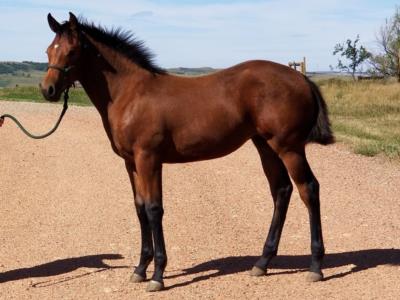 Paddys Gin Odessa JW <BR> AQHA 6005065